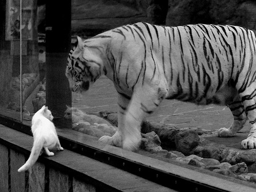 安赛龙执教泰国队，当丹麦神话缔造东南亚奇迹