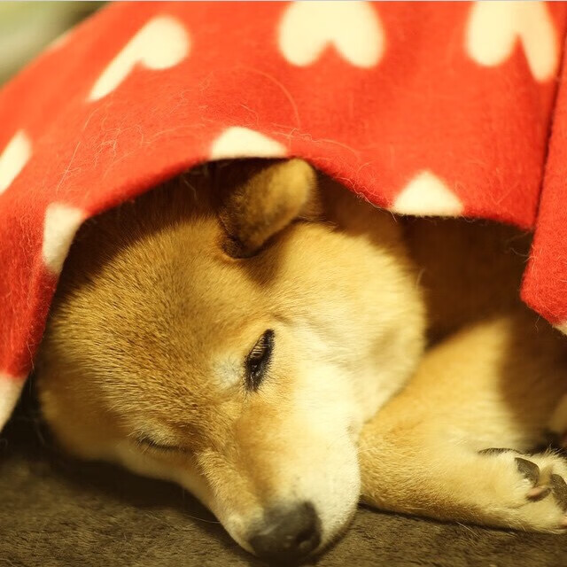 量子对决，当中国队险胜葡萄牙，奥恰洛夫在平行宇宙燃烧