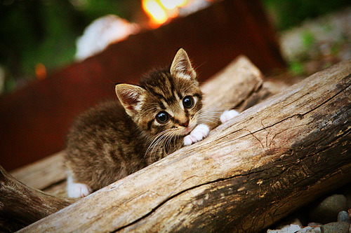 绿茵与球台的双重奏,绝杀时刻的艺术同构