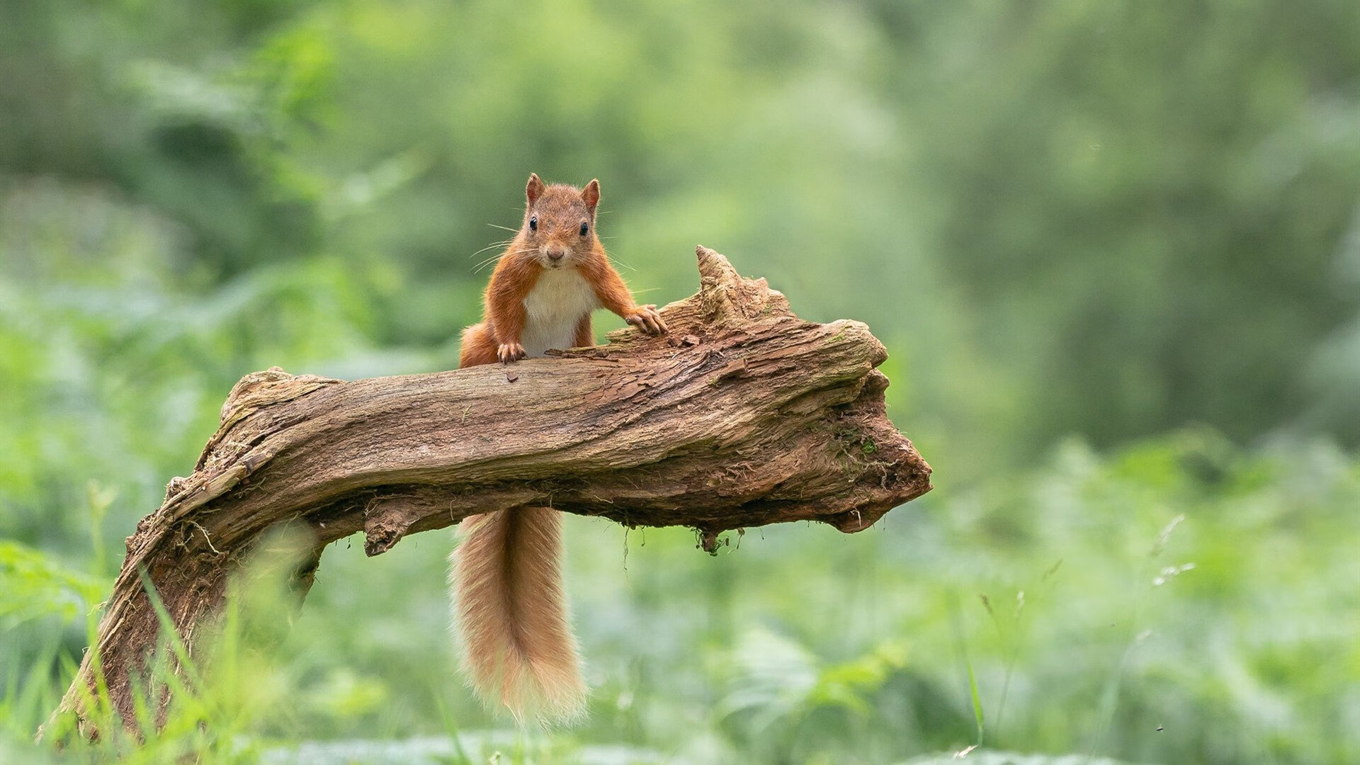 风暴眼布雷默,秘鲁致命一波流,完美逻辑绞杀加拿大