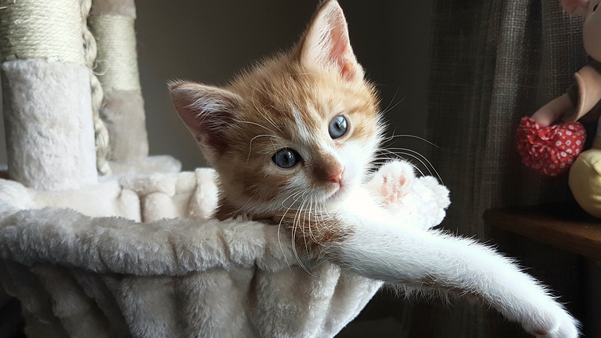 当绿茵场焦点战投射篮球场，灰熊的意式防守如何封锁独行侠