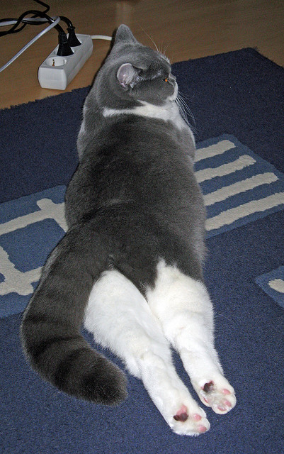 终场哨响前,一个民族的重生仪式,乌拉圭如何用90分钟完成300年的自我证明