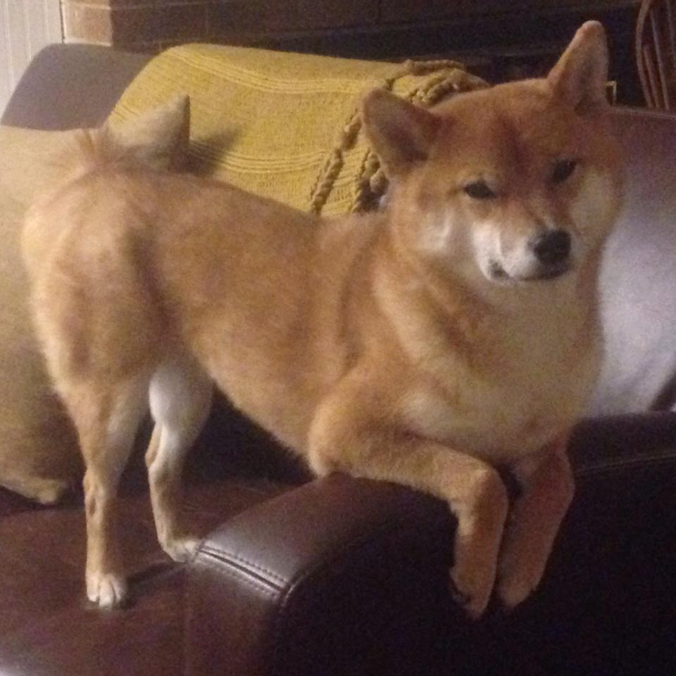 基耶萨导演终场逆转好戏,罗马闪电战击溃多特蒙德