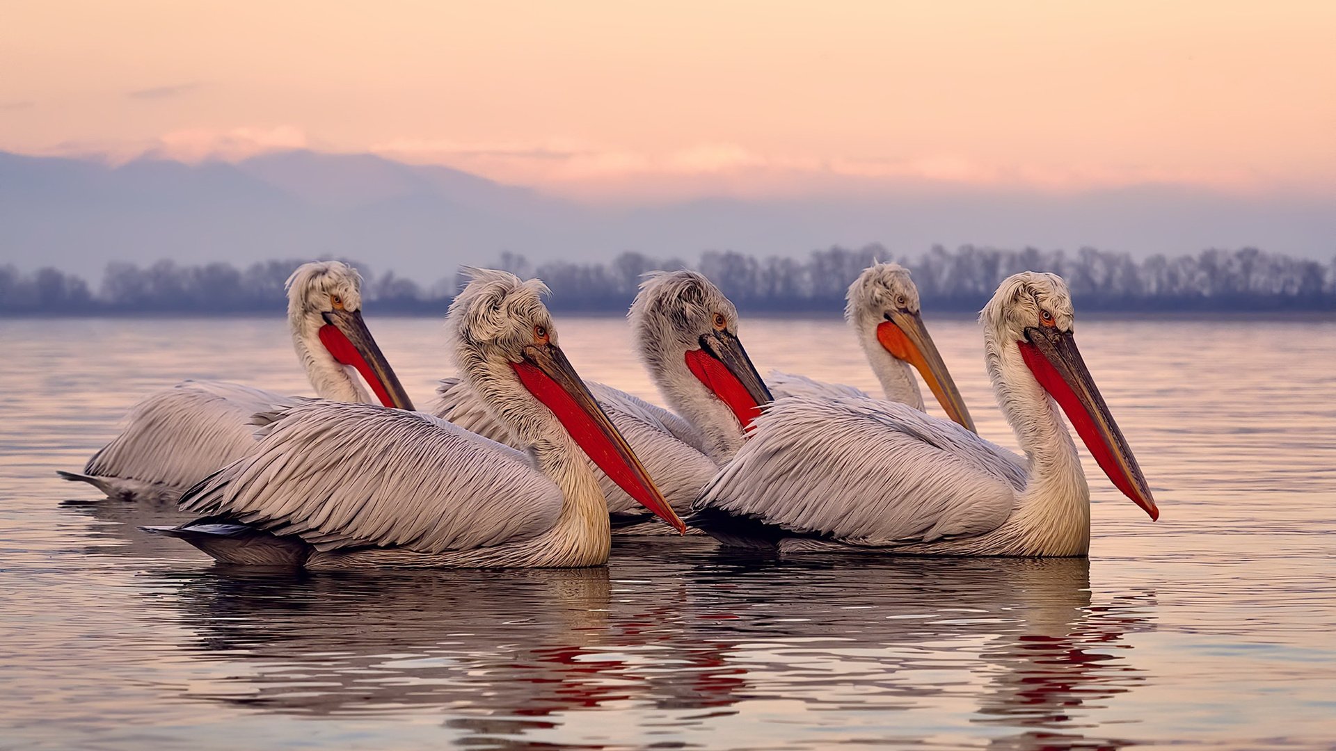 高卢洪流与孤独灯塔，当法国冲垮苏格兰，福登如何成为破局的关键先生