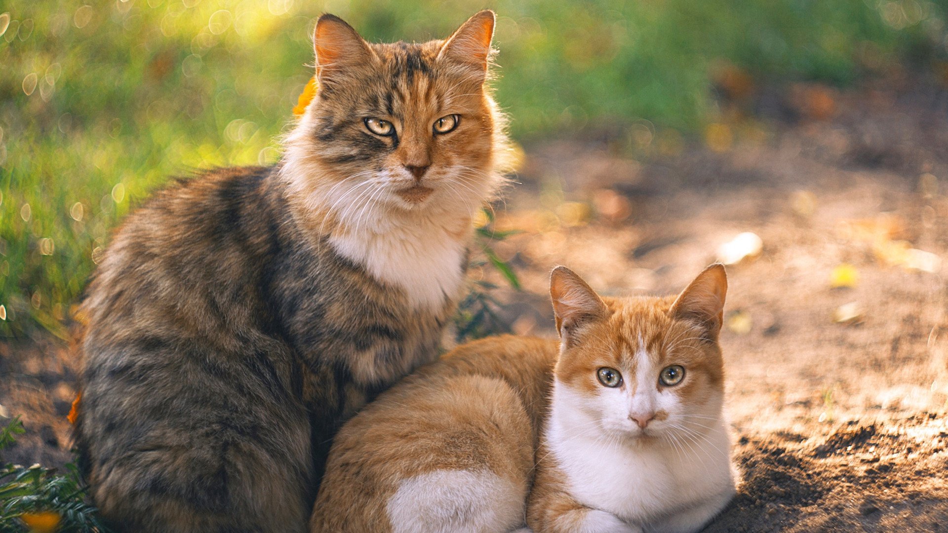 卡马文加,请扛起全队