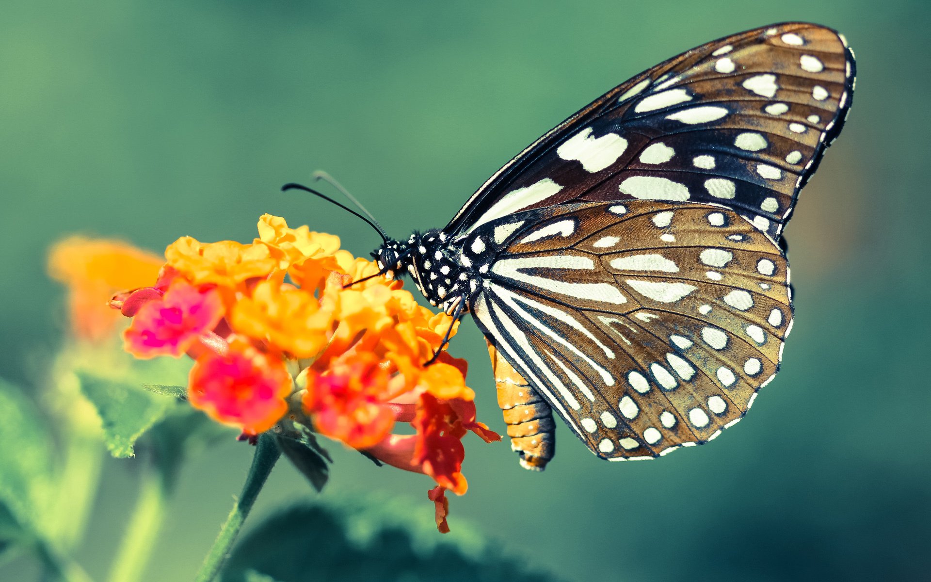 欧冠淘汰赛之夜,马克西,命运剧场的唯一主角