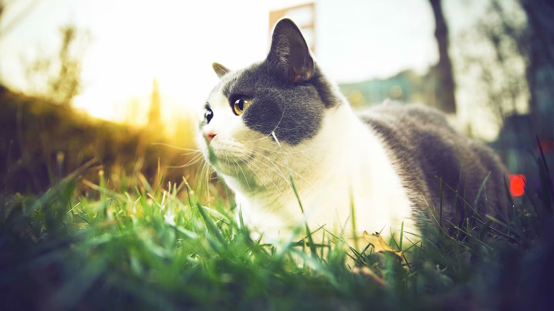 历史在他脚下碎裂,2026世界杯之夜,小贾伦的时空统治