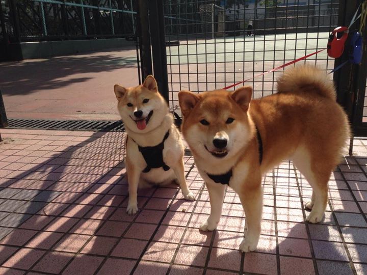 疾速狂飙与红色闪电，当F1战术驶入篮球场，辽宁队如何收割猛龙