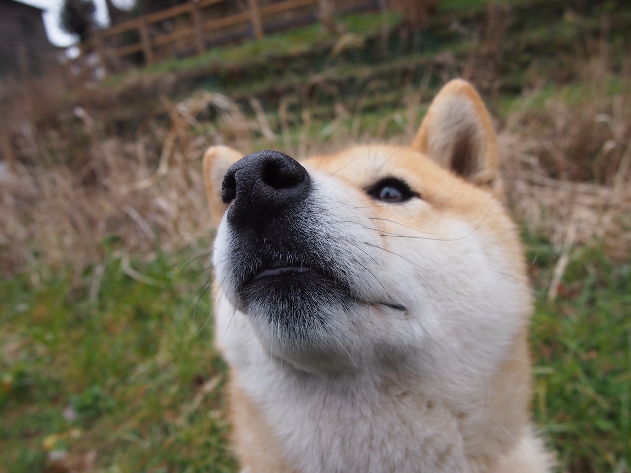 铁幕降临新奥尔良，鹈鹕以窒息防守锁定胜局，策略性封锁马刺进攻命脉