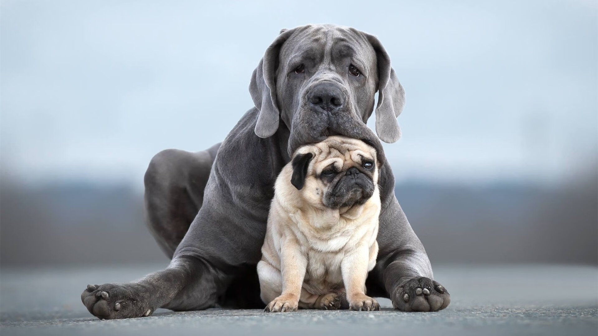 个人屠刀与团队军阵,东契奇与湖人揭开的现代篮球唯一真相