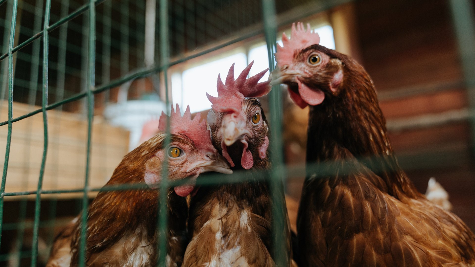 极致爆发的不同解法,贝林厄姆的个人英雄主义与莱比锡红牛的战术洪流